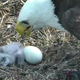 Illustration for article titled This Bald Eagle Nest-Cam Is What You Need Right Now